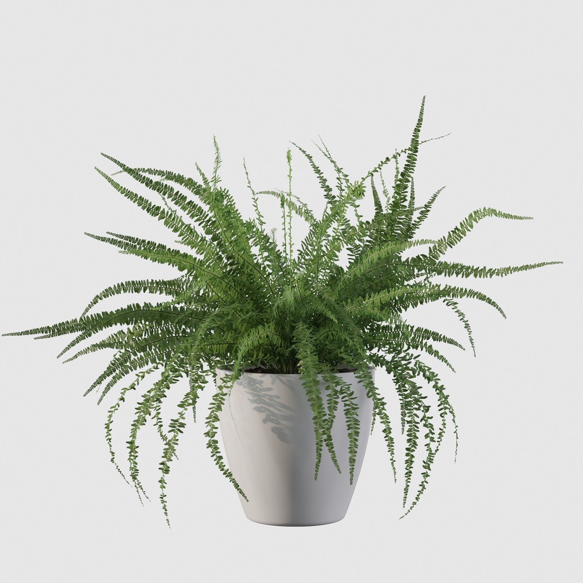 Fern in white pot 3D model_28