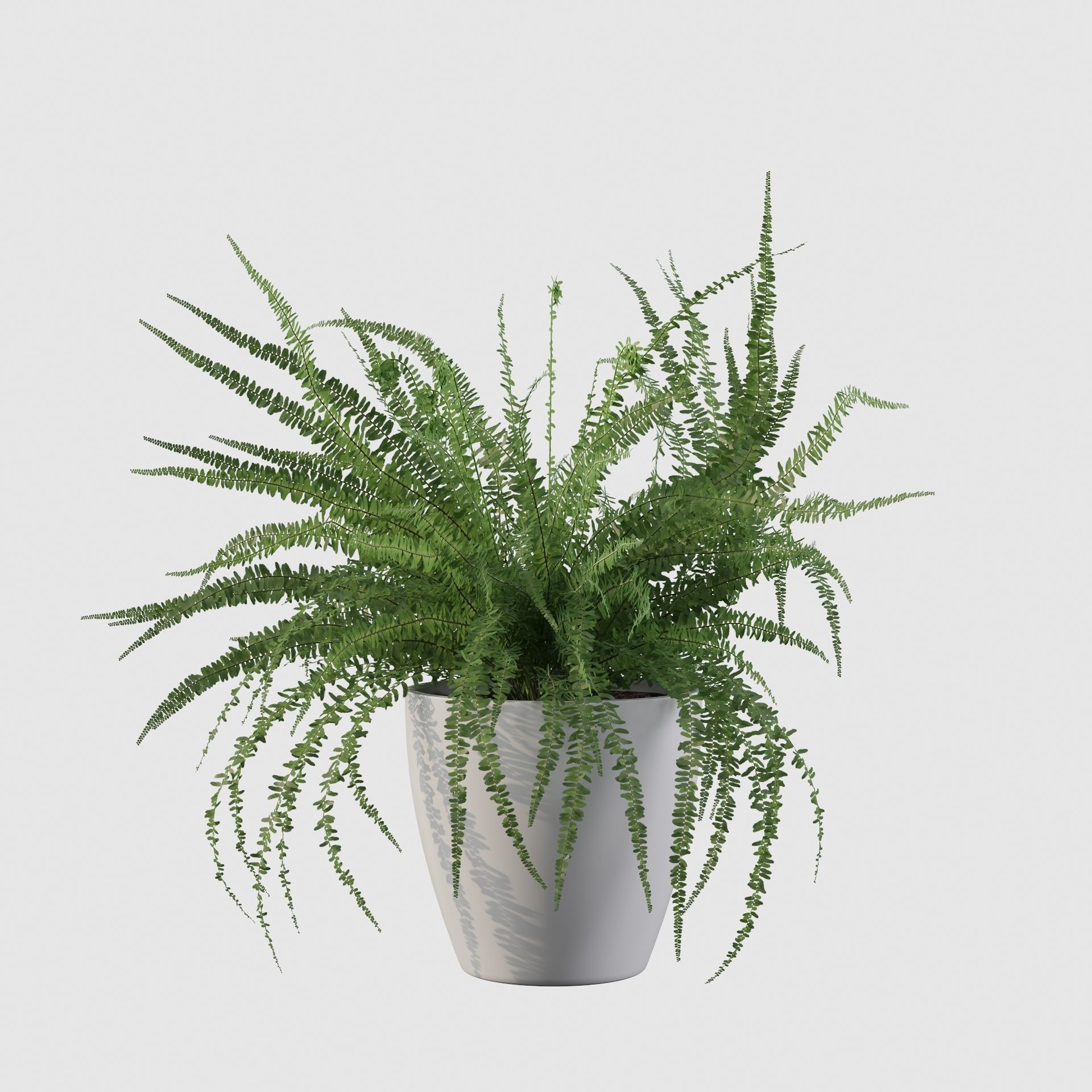 Fern in white pot 3D model_10