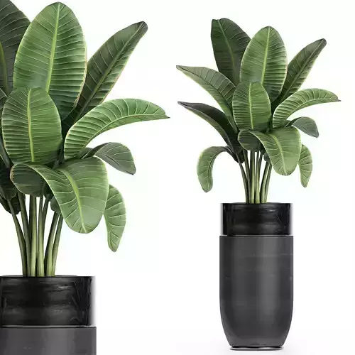 Decorative banana palm in flower pots for the interior 718