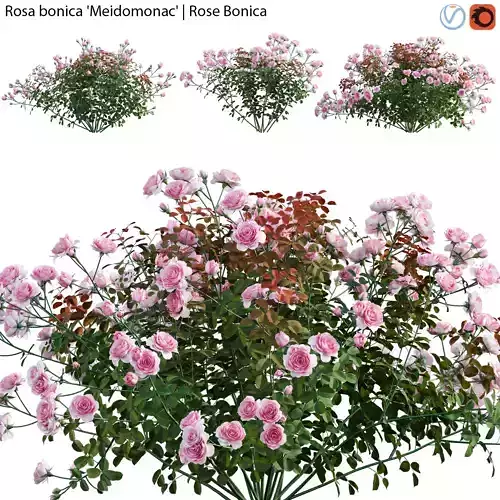 Rose - Rosa bonica Meidomonac - Rose Bonica - 01