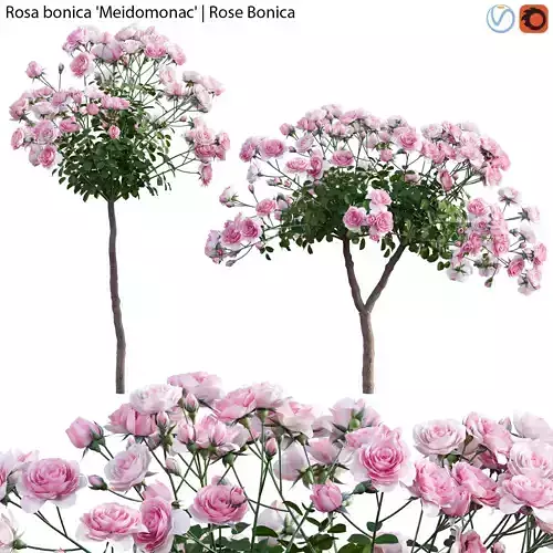 Rose - Rosa bonica Meidomonac - Rose Bonica - 02 3D model