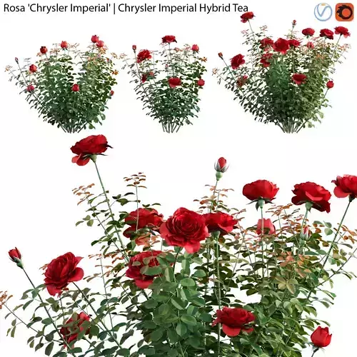 Rosa Chrysler Imperial - Chrysler Imperial Hybrid Tea - 01