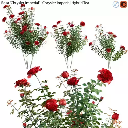 Rosa Chrysler Imperial - Chrysler Imperial Hybrid Tea 02