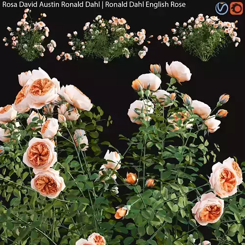 Rosa David Austin Ronald Dahl - Ronald Dahl English Rose - 01