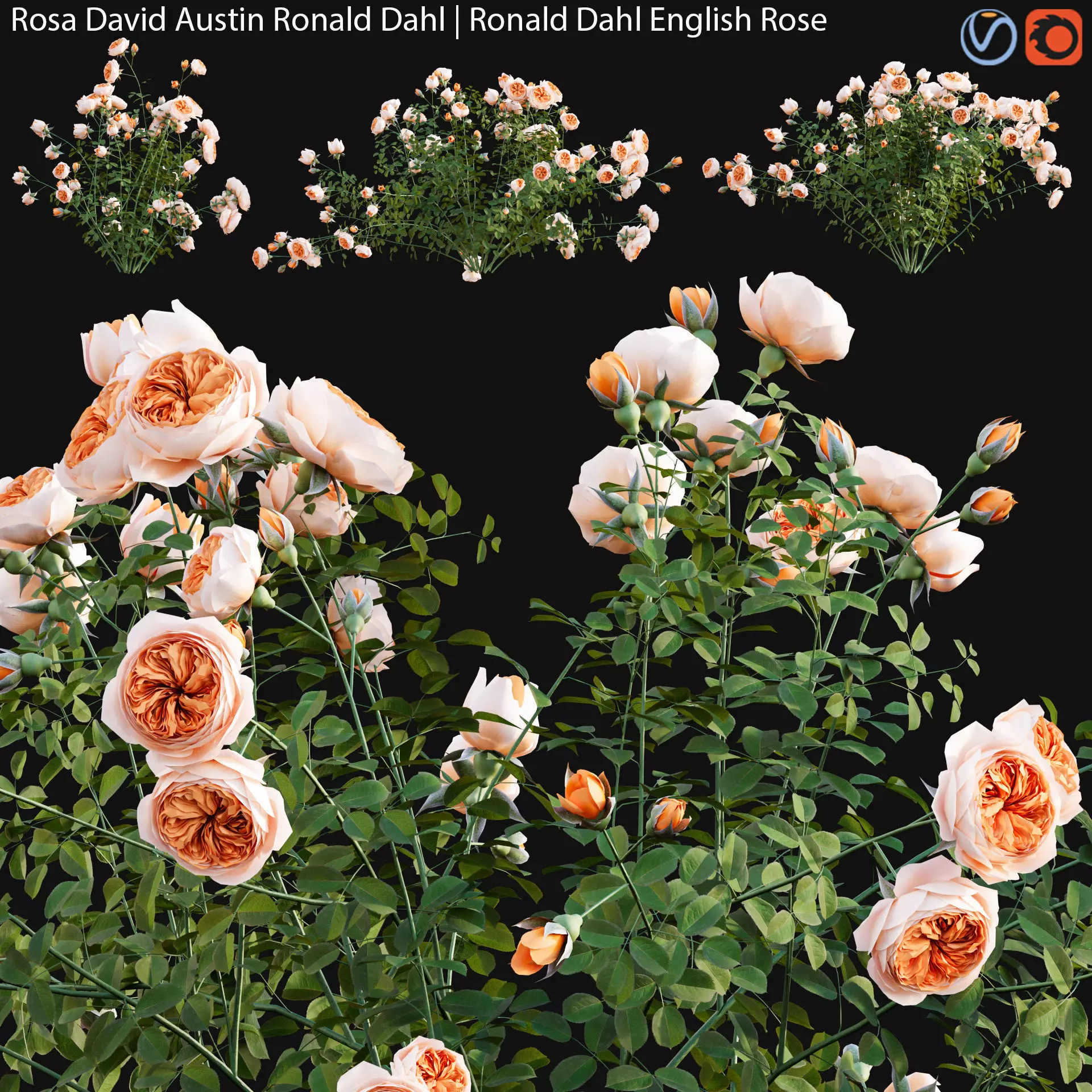 Rosa David Austin Ronald Dahl - Ronald Dahl English Rose - 01 3D model_0