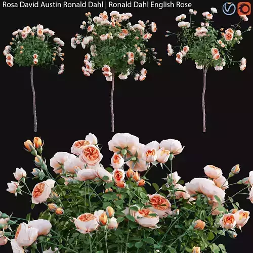 Rosa David Austin Ronald Dahl - Ronald Dahl English Rose - 02