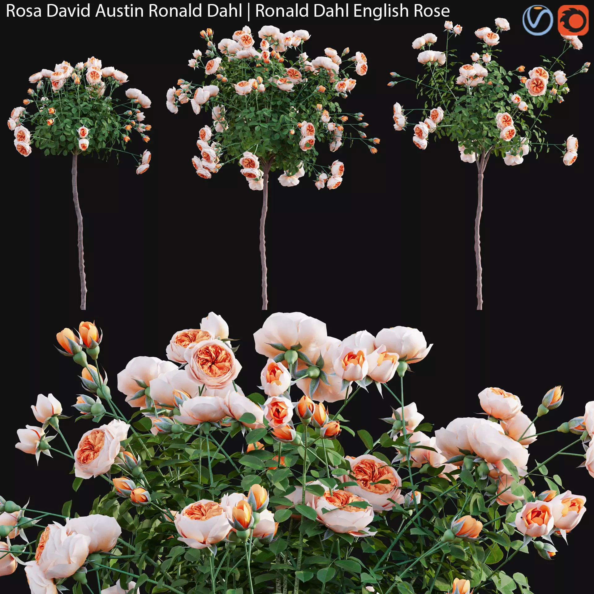 Rosa David Austin Ronald Dahl - Ronald Dahl English Rose - 02 3D model