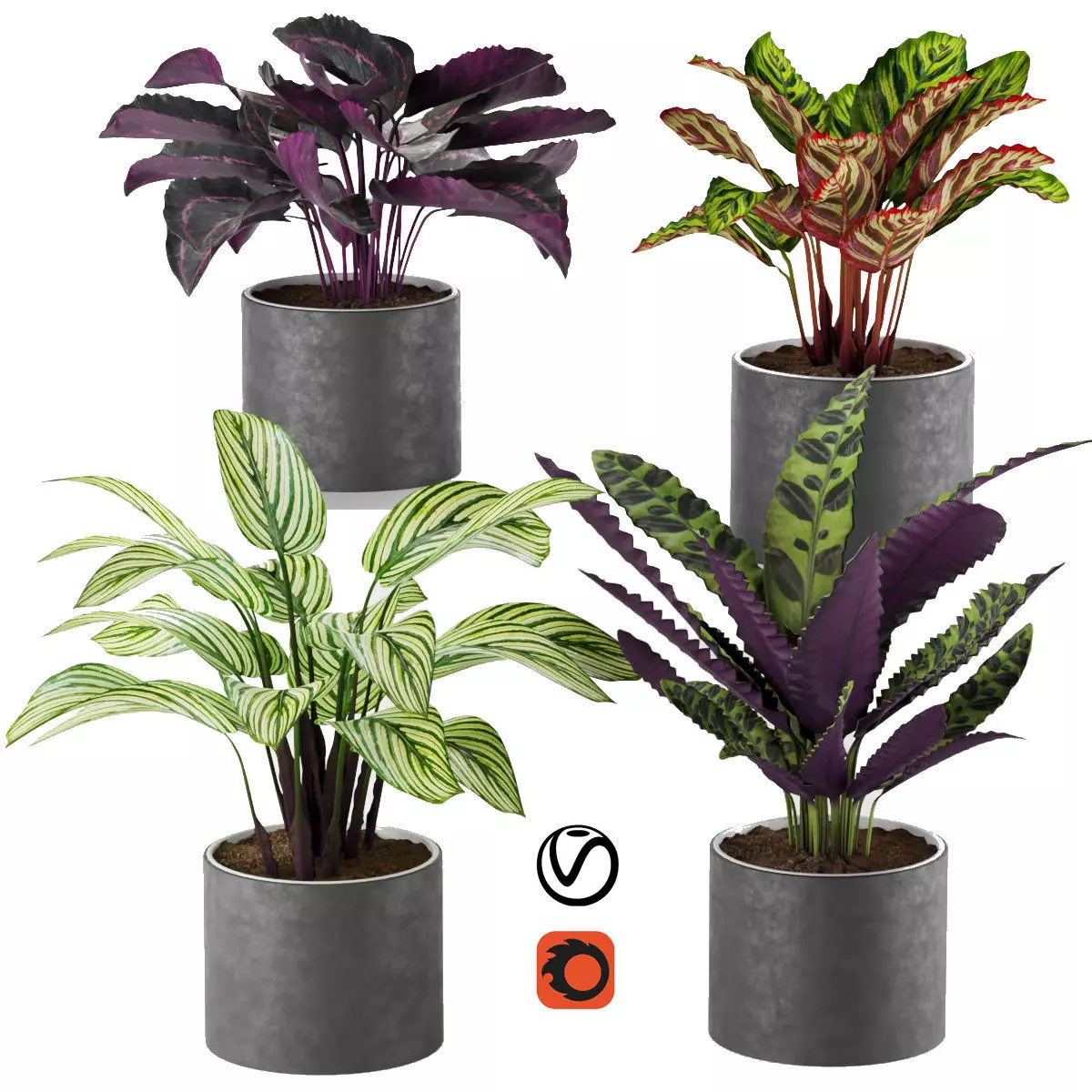 calathea Collection 2 two plants in pots 3D model