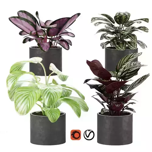 calathea Collection 3 potted plants - 3D model