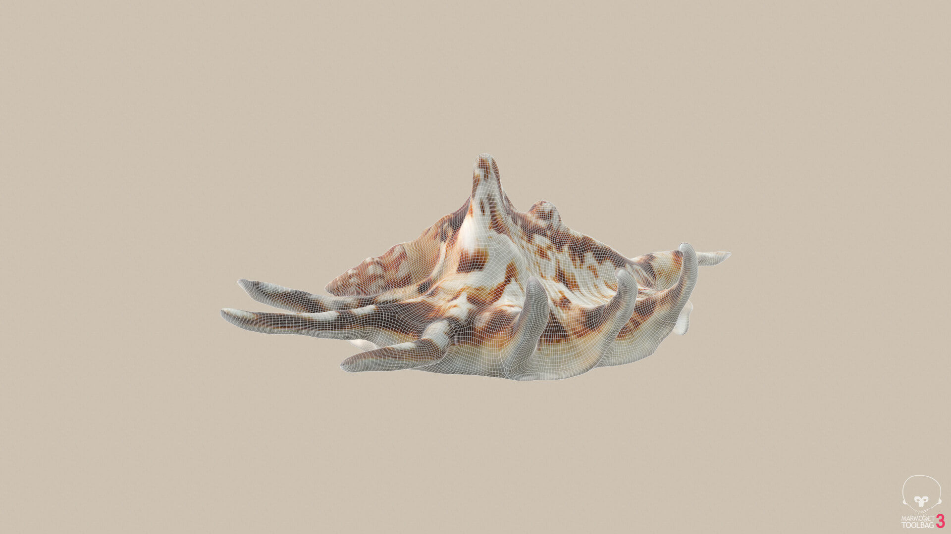 Big Seashell Low-poly 3D model_9