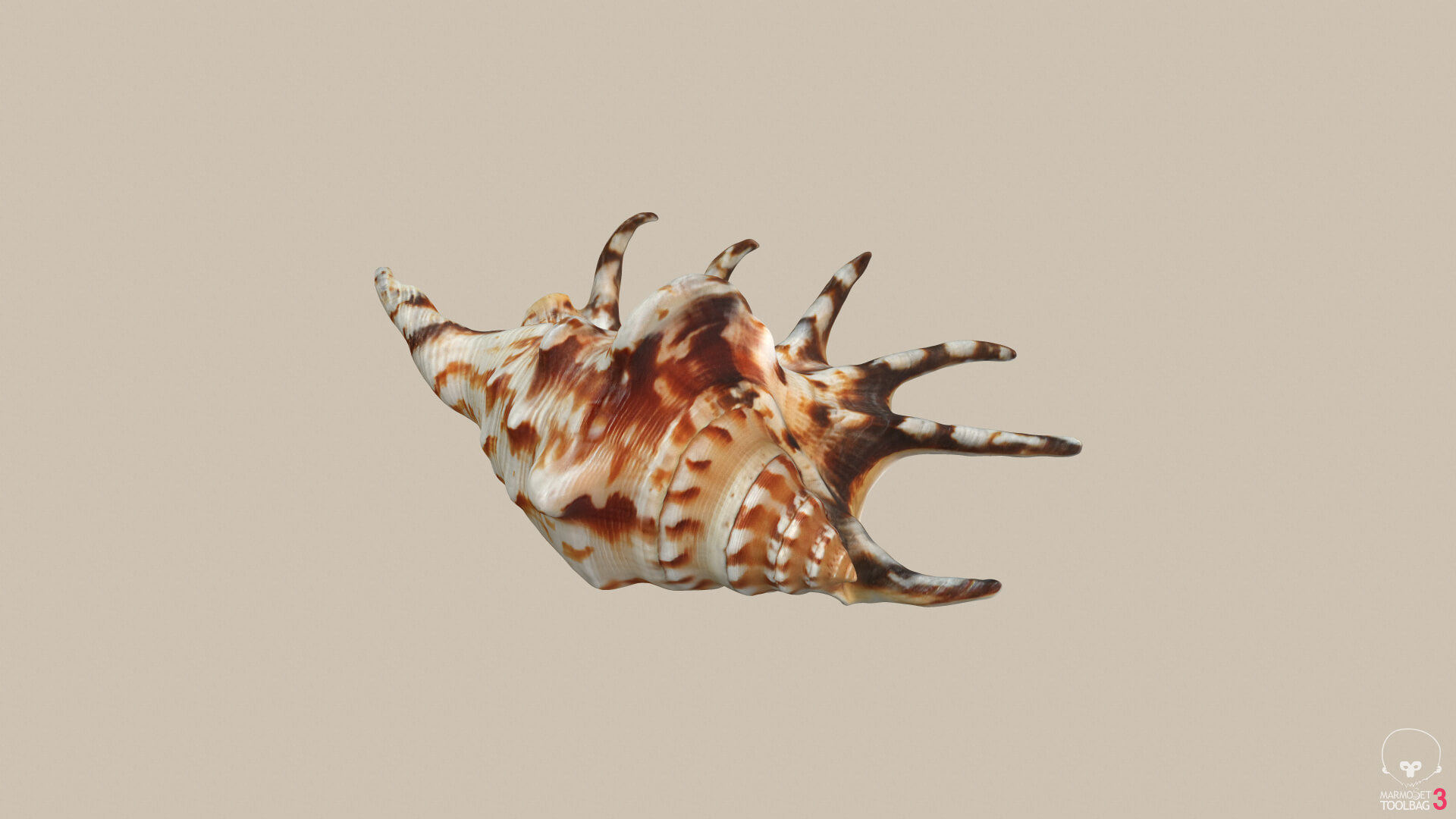 Big Seashell Low-poly 3D model_6