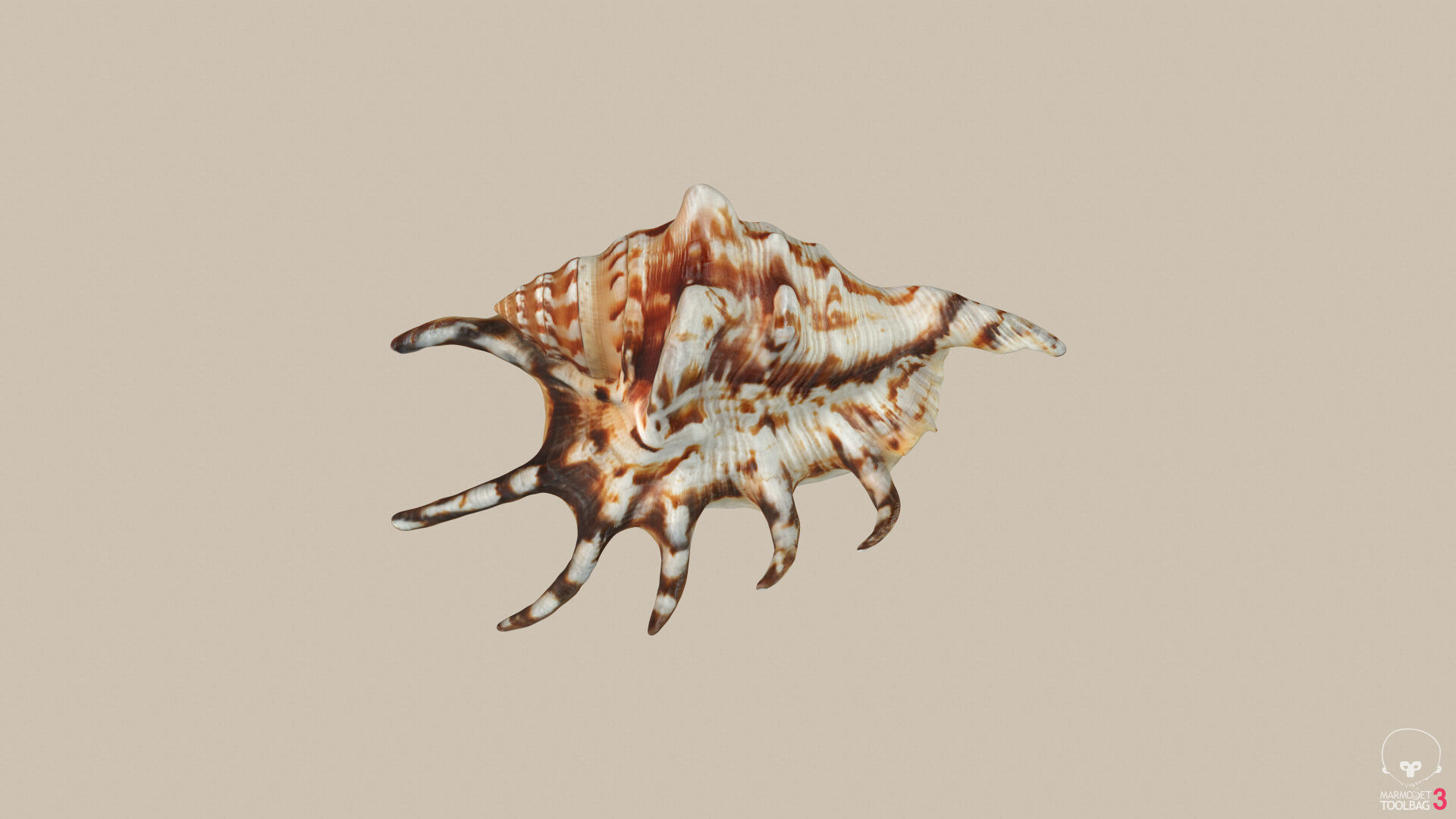 Big Seashell Low-poly 3D model_4