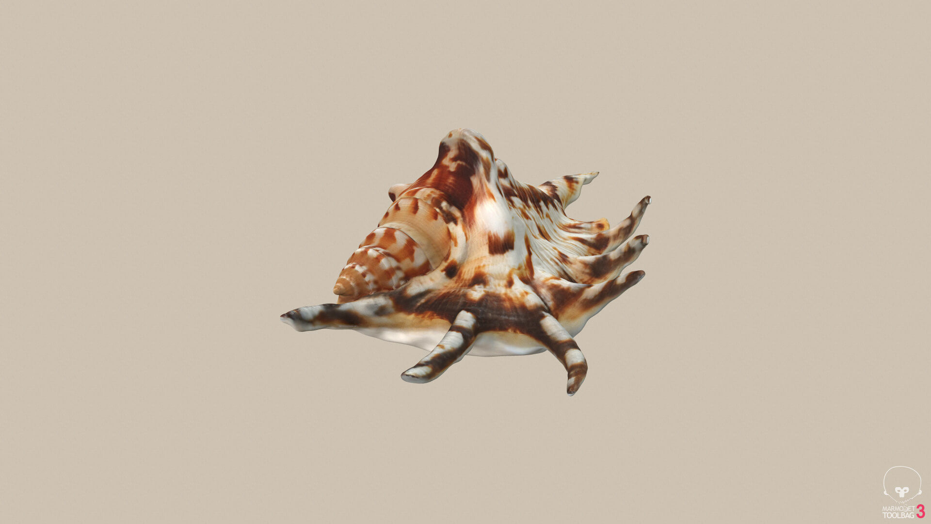 Big Seashell Low-poly 3D model_5