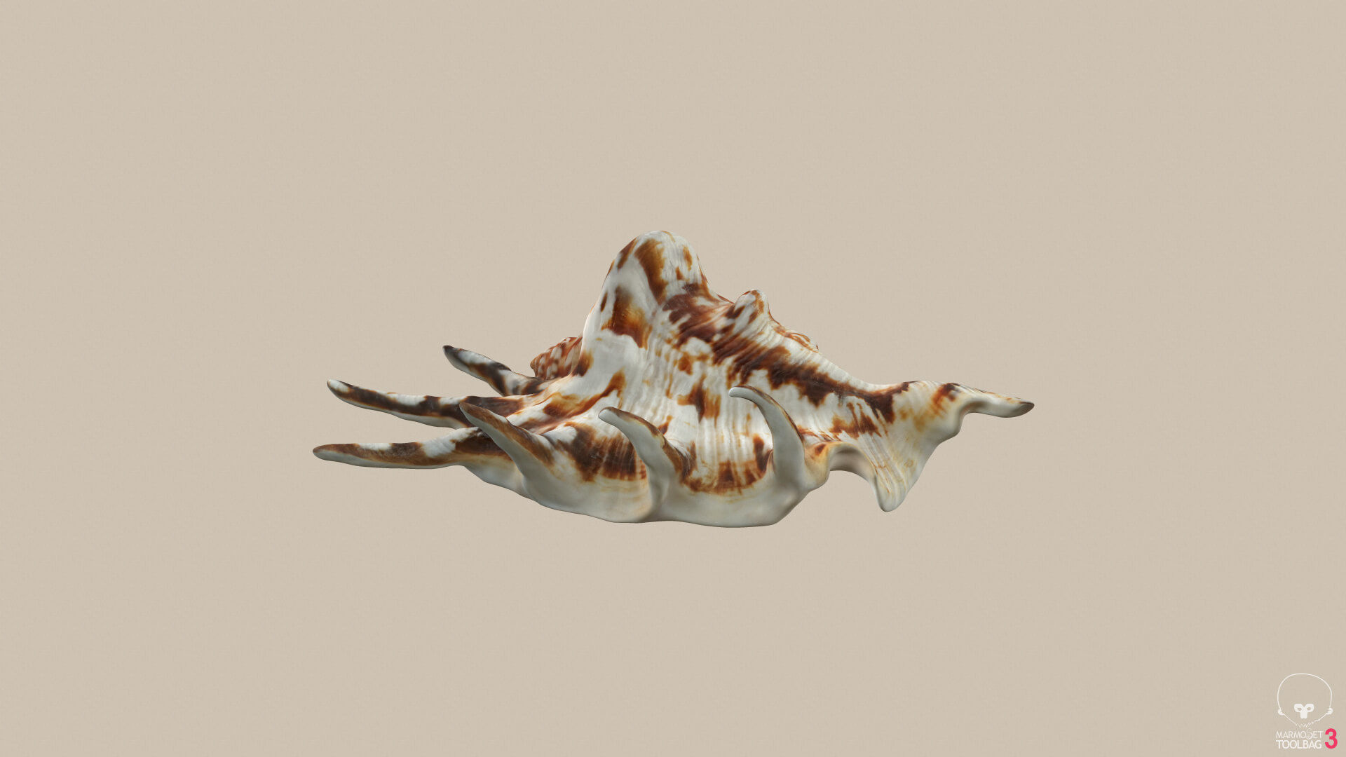 Big Seashell Low-poly 3D model_2