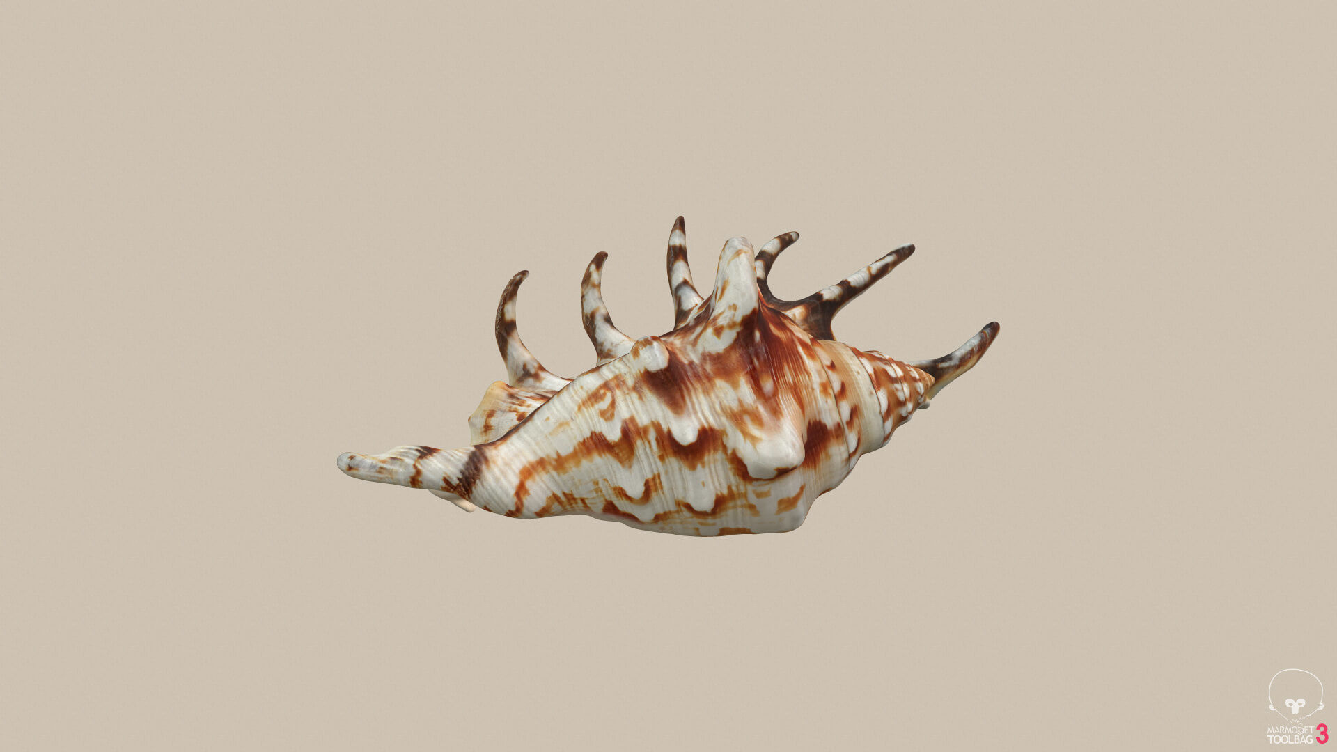 Big Seashell Low-poly 3D model_7
