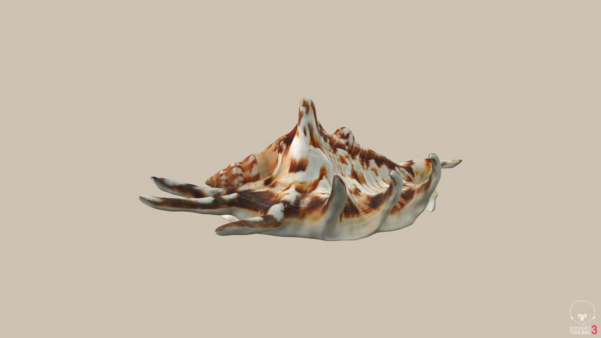 Big Seashell Low-poly 3D model_3