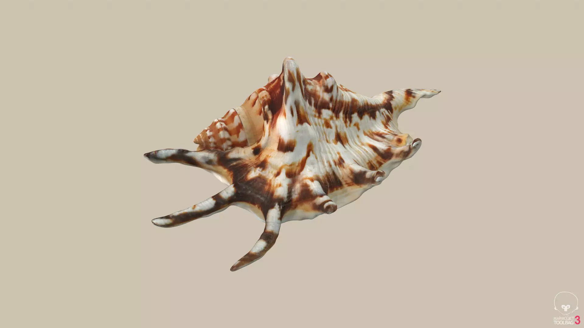 Big Seashell Low-poly 3D model_0