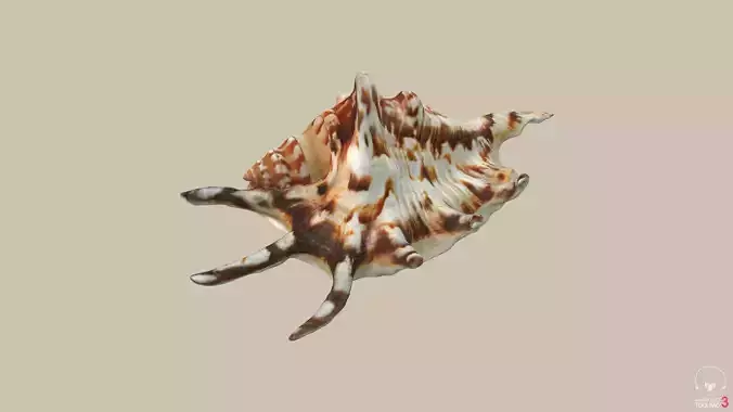 Big Seashell Low-poly 3D model