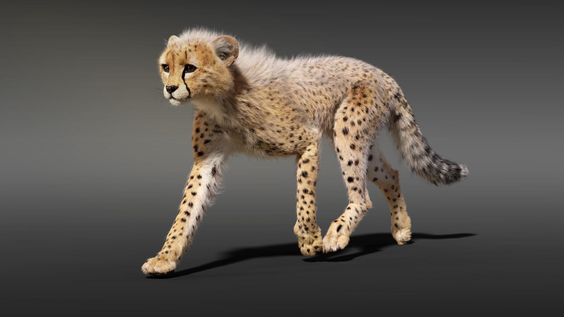 Cheetah Young Animated 3D model_6