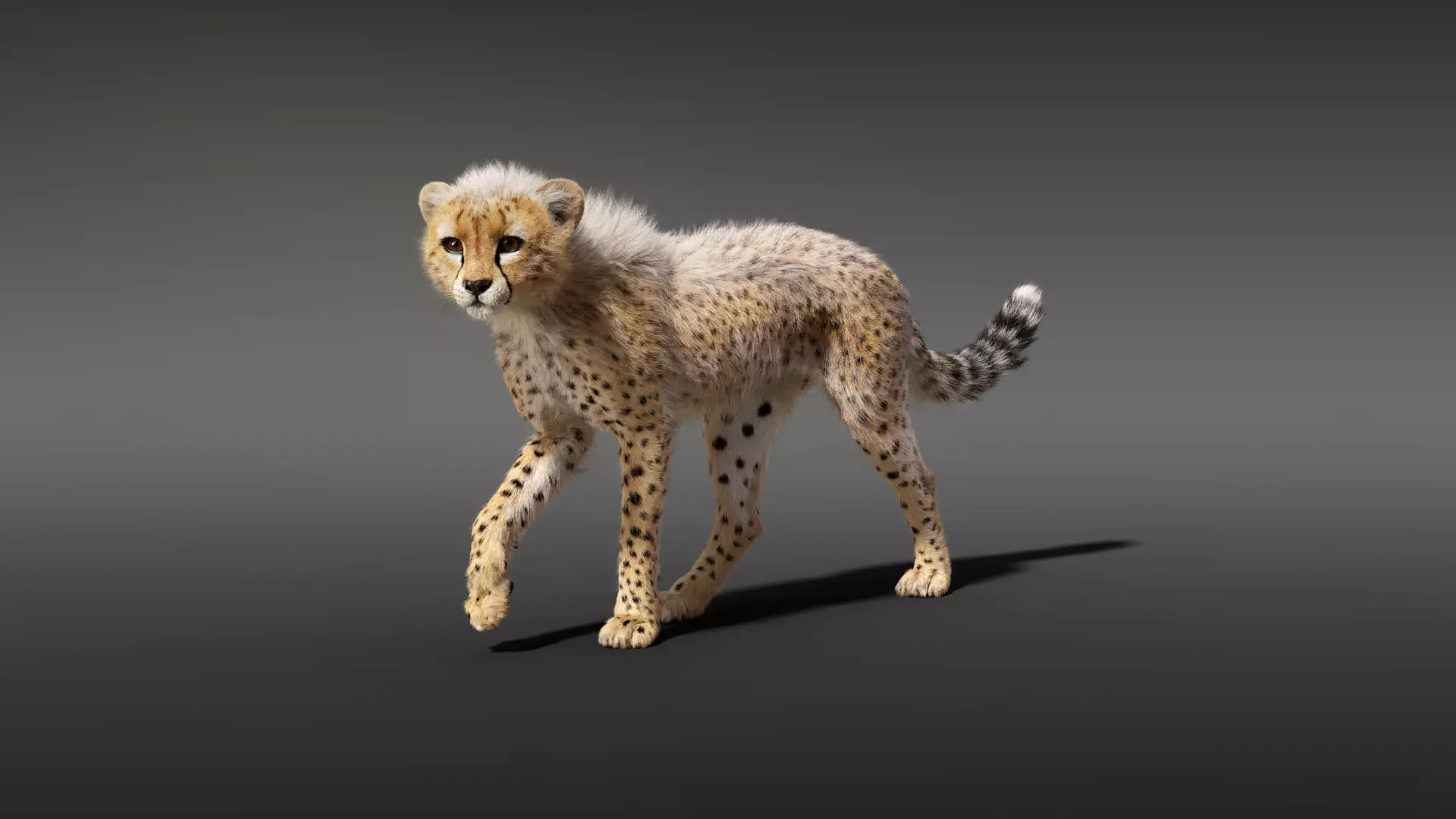 Cheetah Young Animated 3D model_0