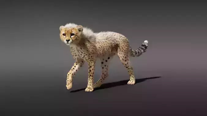 Cheetah Young Animated 3D model