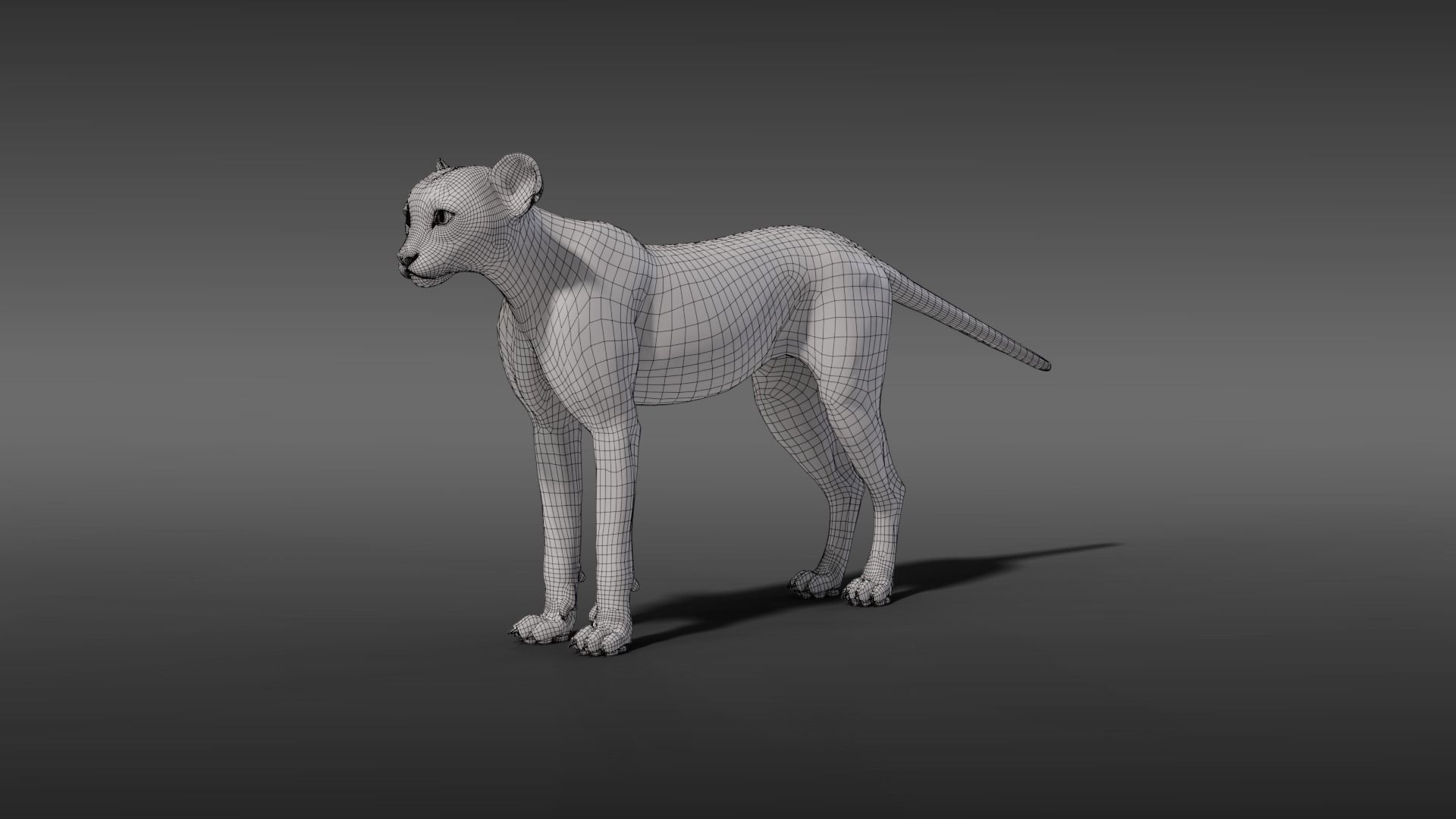 Cheetah Young Animated 3D model_12