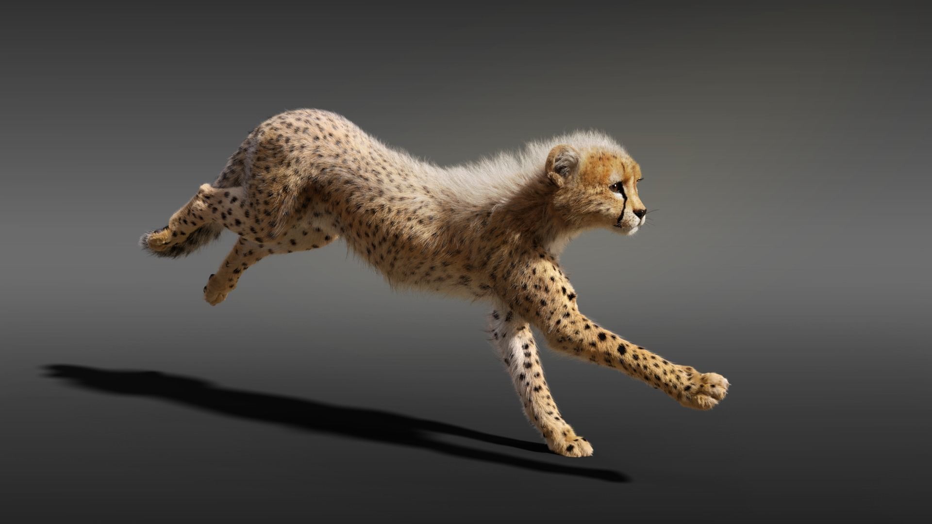 Cheetah Young Animated 3D model_5
