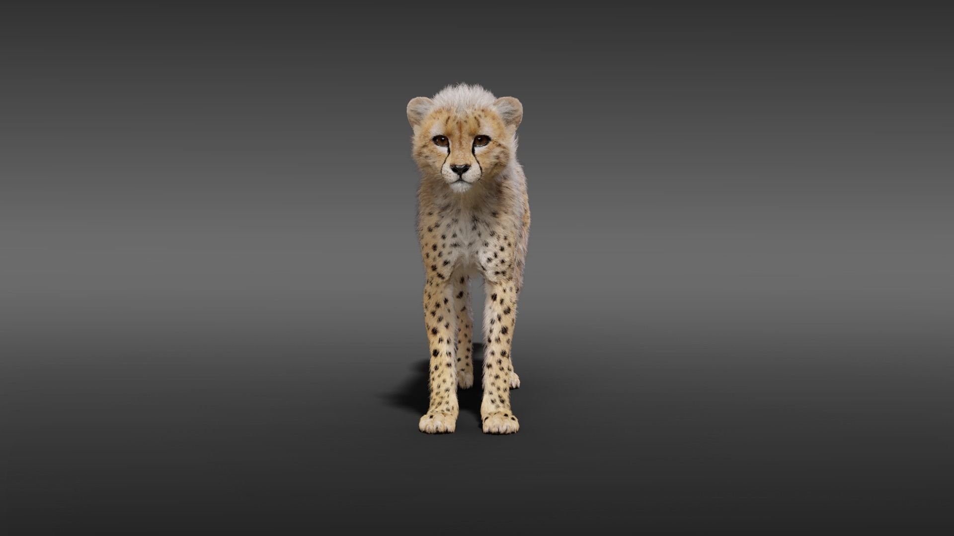 Cheetah Young Animated 3D model_9