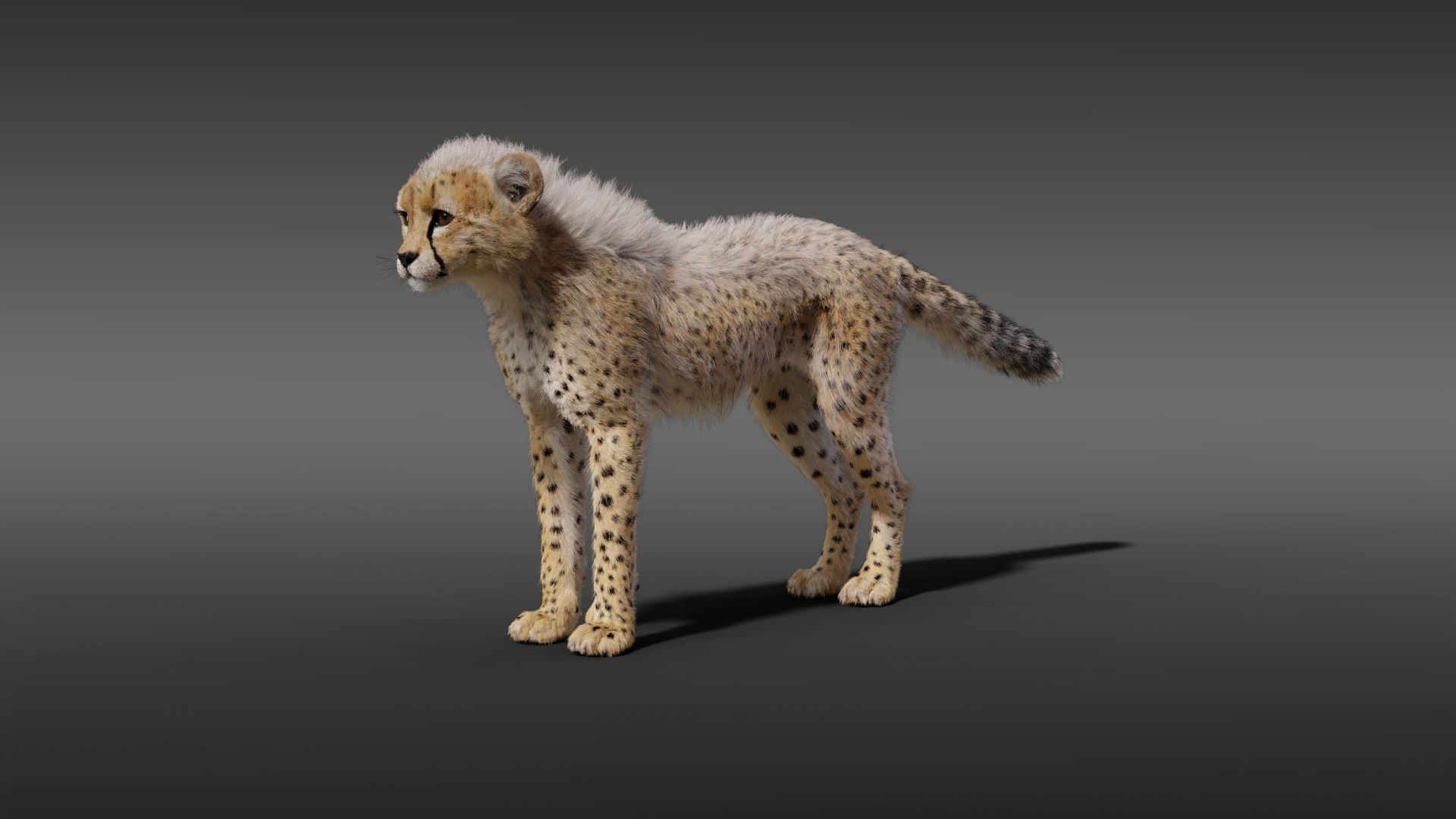 Cheetah Young Animated 3D model_7