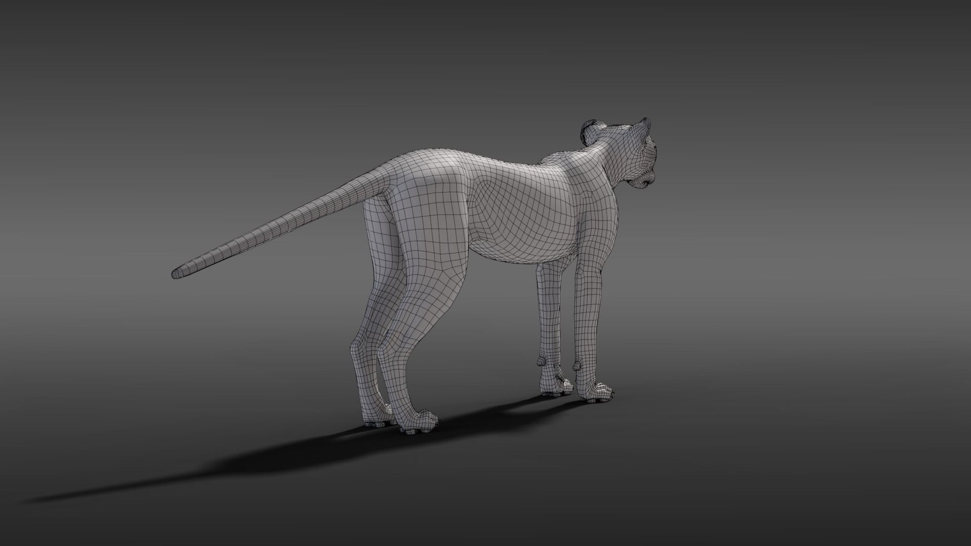 Cheetah Young Animated 3D model_10