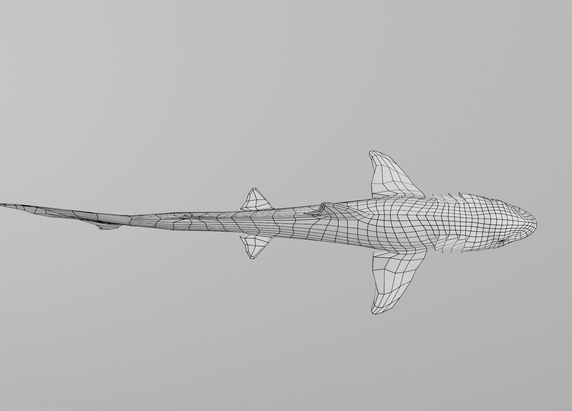 Dogfish Shark Low-poly 3D model_25