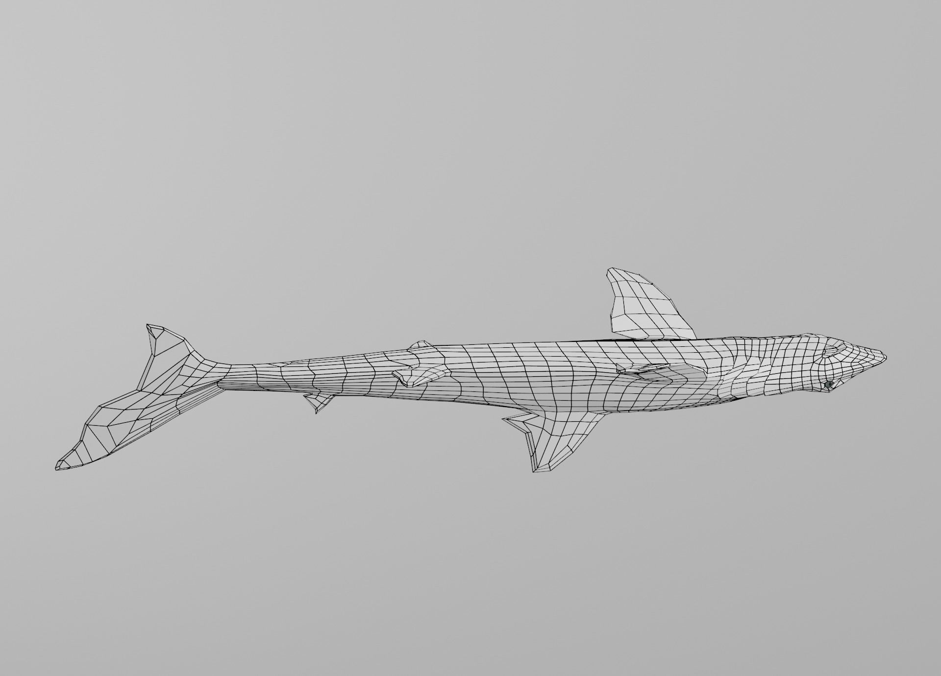Dogfish Shark Low-poly 3D model_30