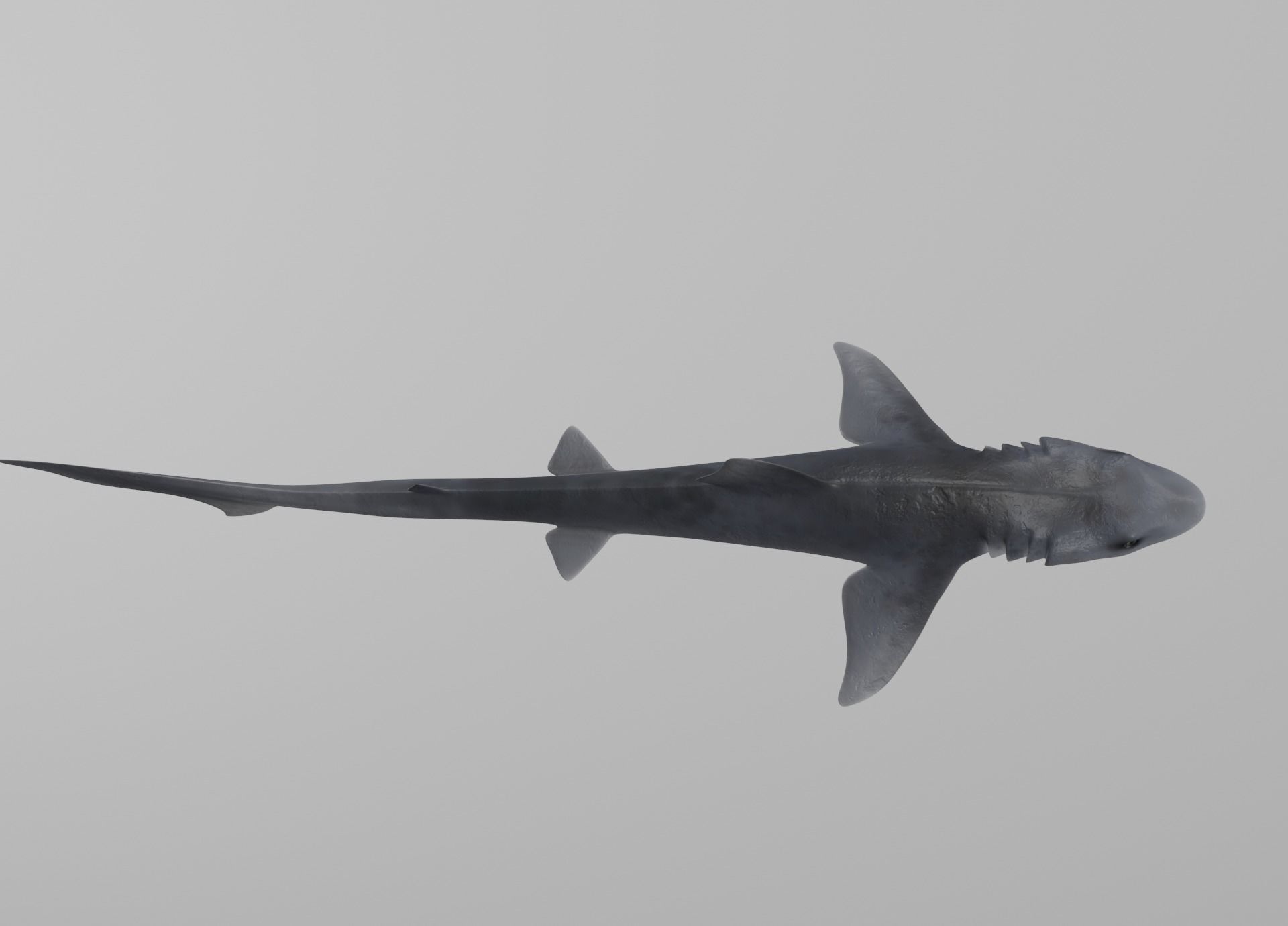 Dogfish Shark Low-poly 3D model_10