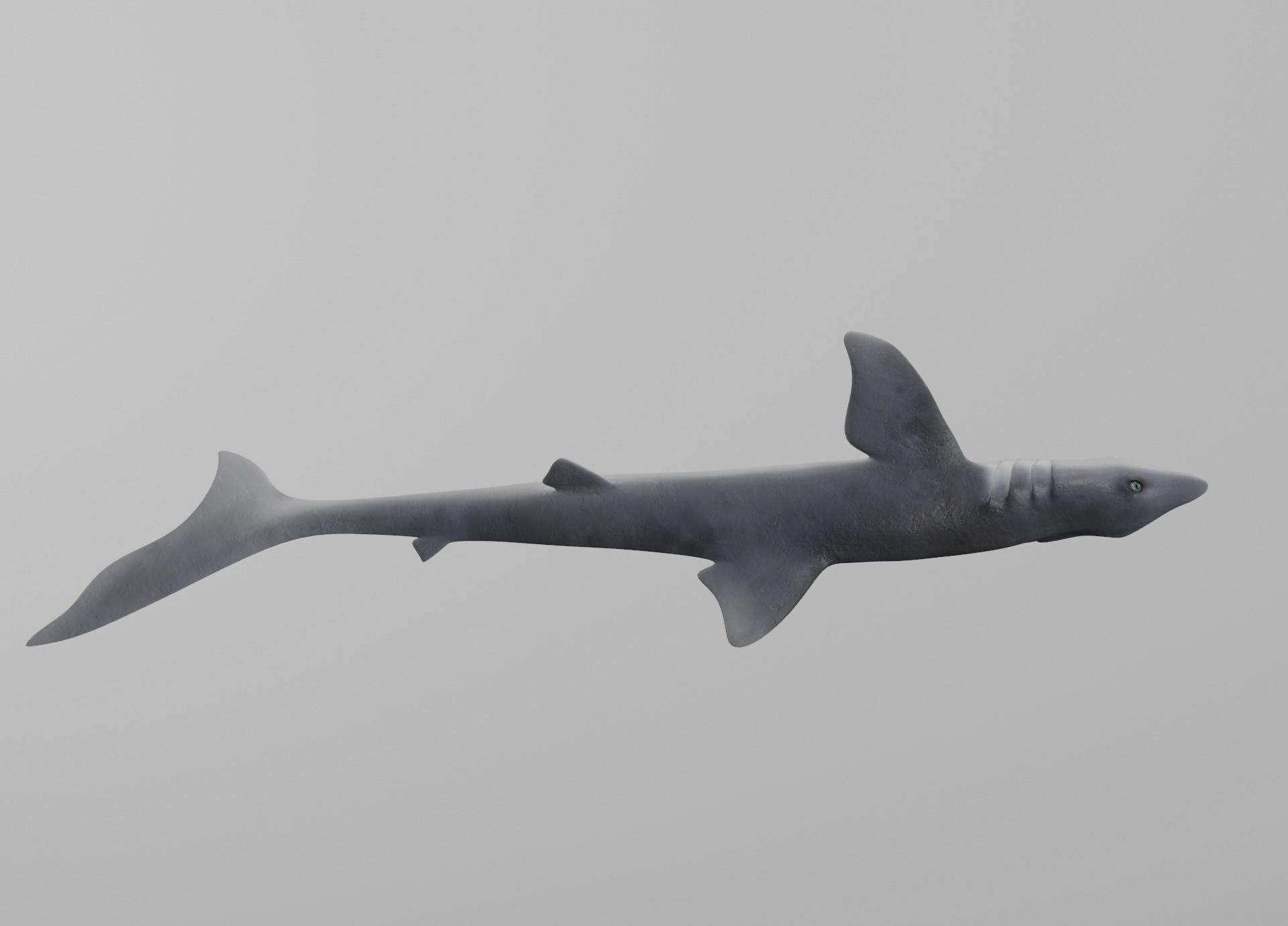 Dogfish Shark Low-poly 3D model_13