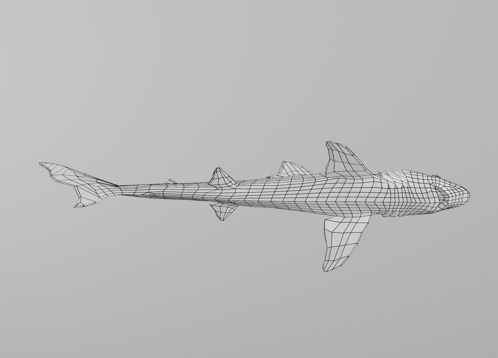 Dogfish Shark Low-poly 3D model_34