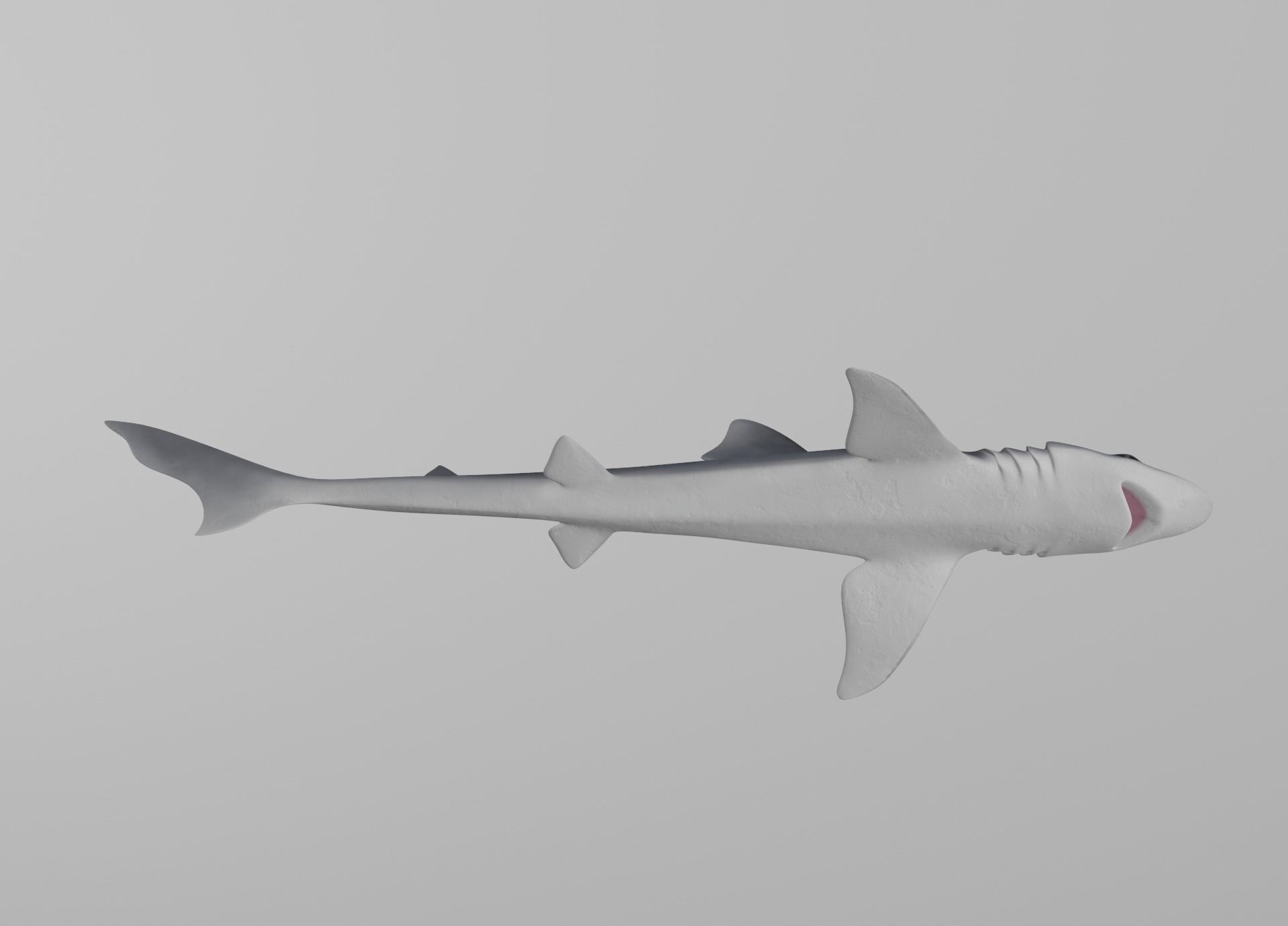 Dogfish Shark Low-poly 3D model_19