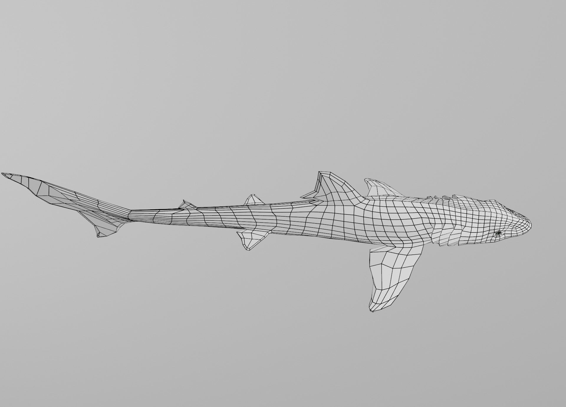 Dogfish Shark Low-poly 3D model_24