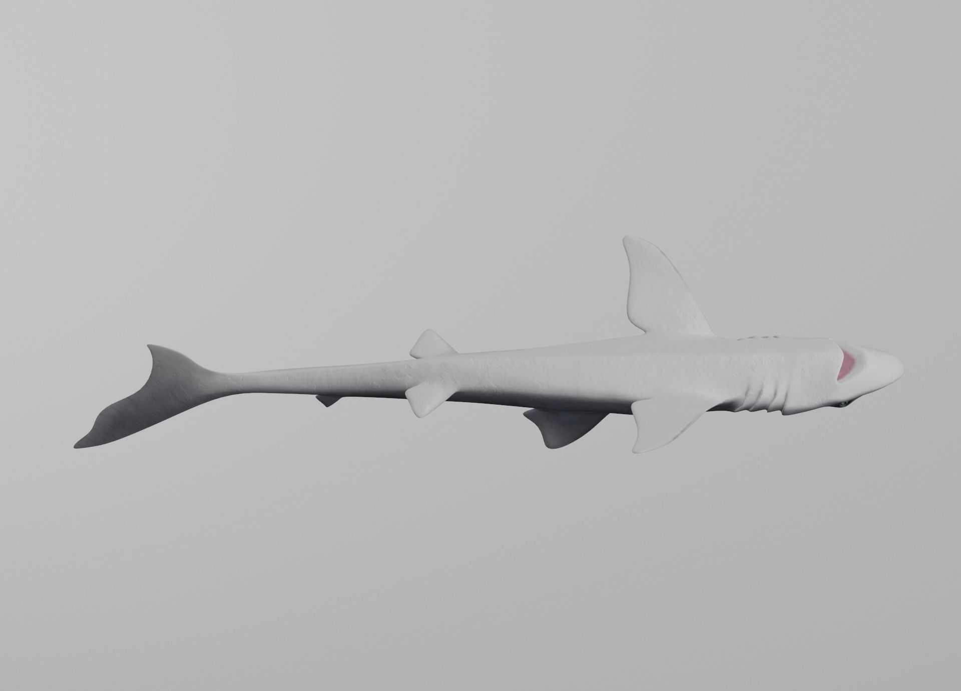 Dogfish Shark Low-poly 3D model_16
