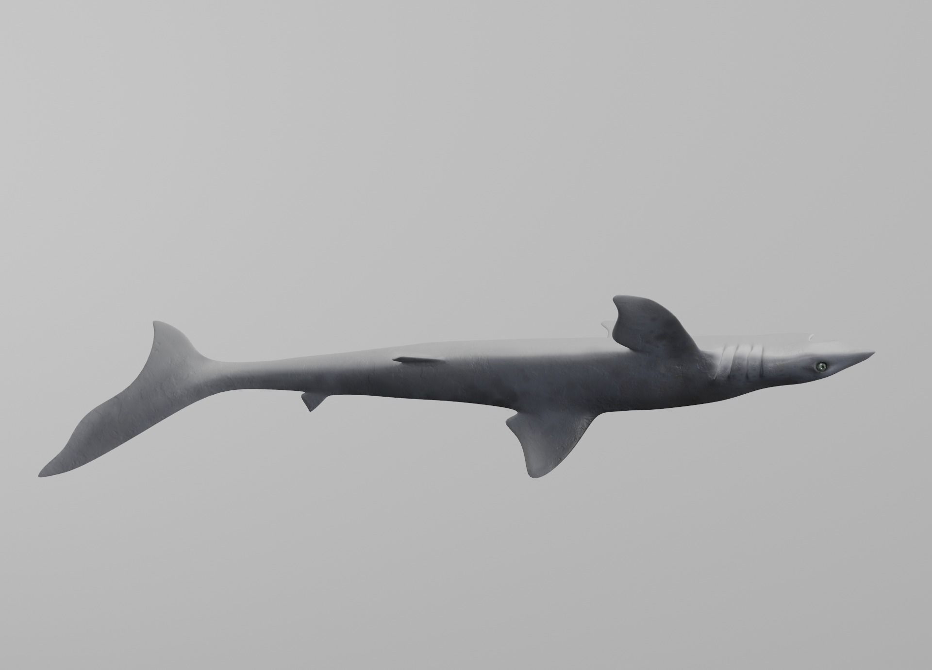 Dogfish Shark Low-poly 3D model_14
