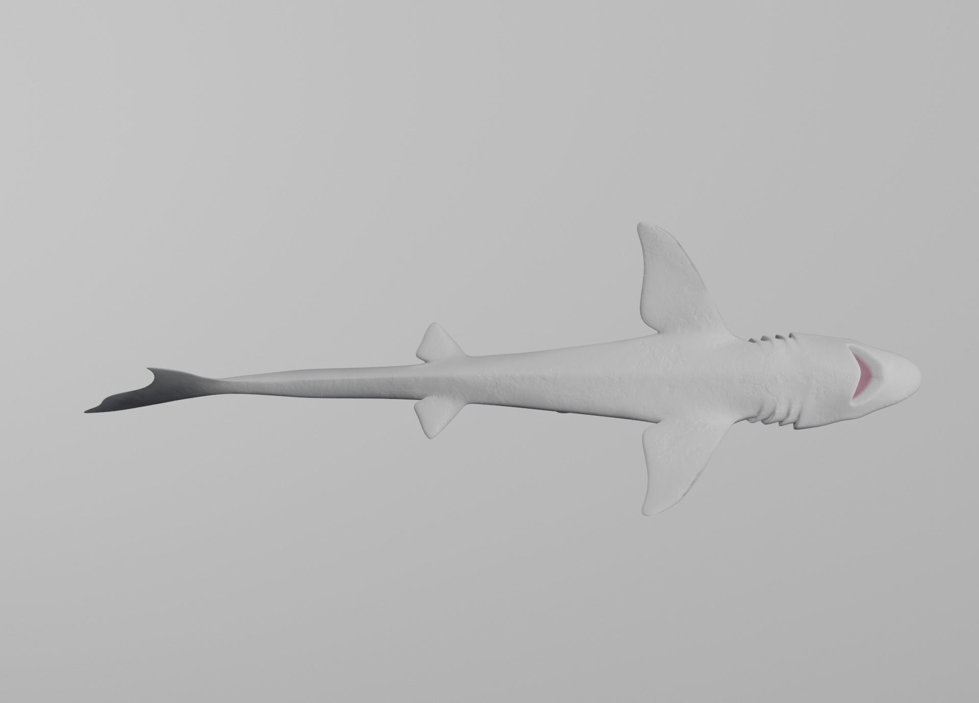 Dogfish Shark Low-poly 3D model_17