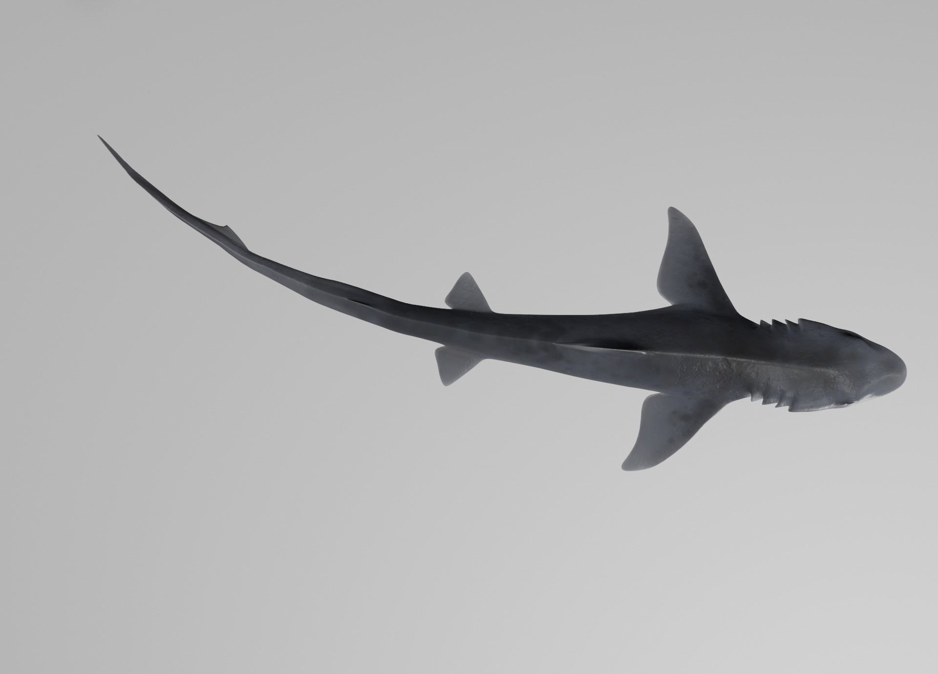 Dogfish Shark Low-poly 3D model_5
