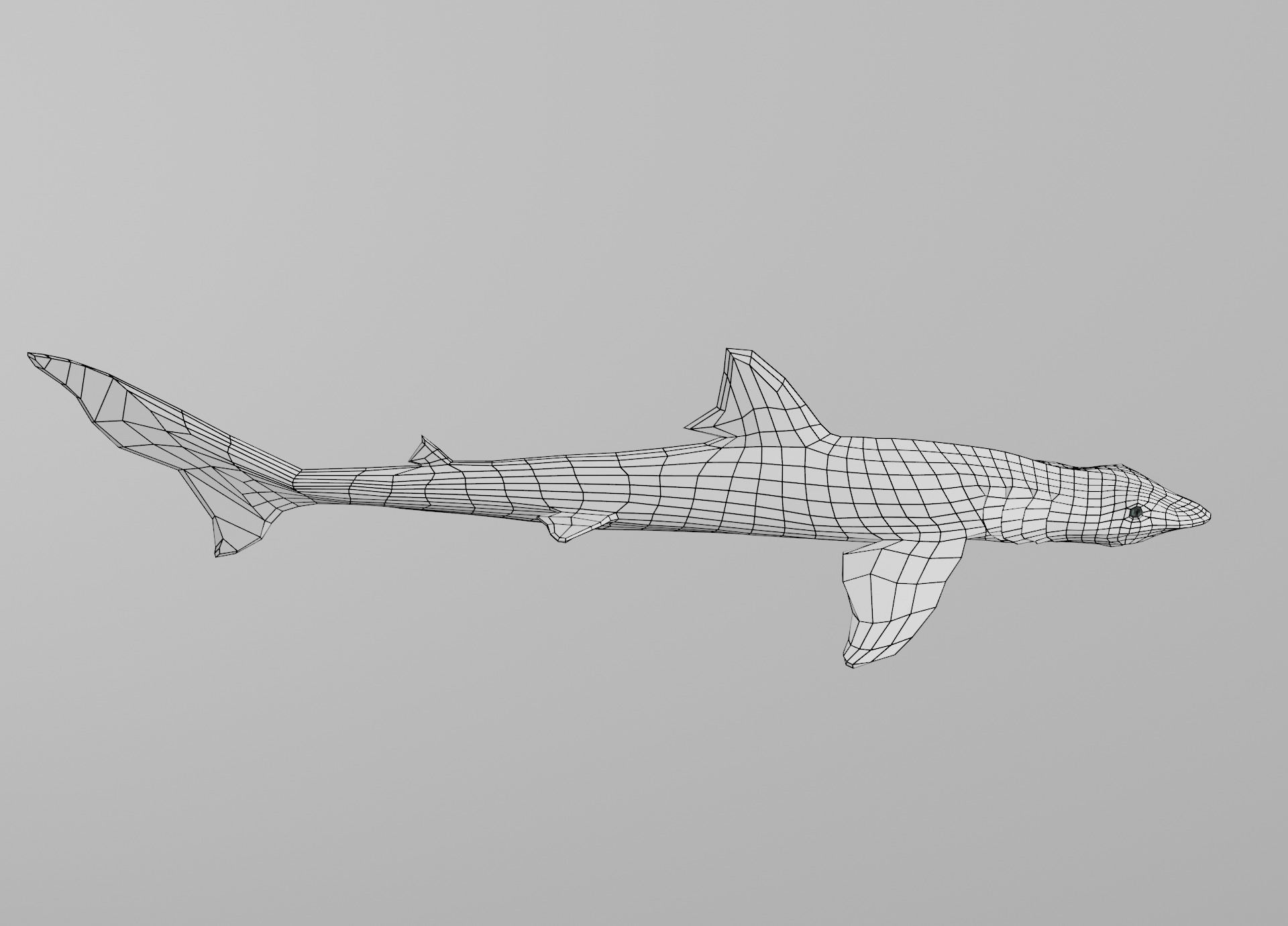 Dogfish Shark Low-poly 3D model_23