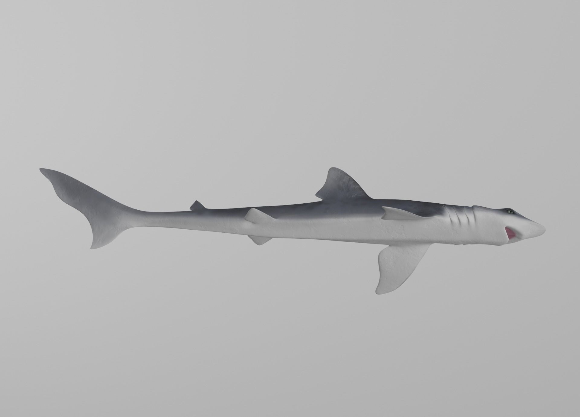 Dogfish Shark Low-poly 3D model_20