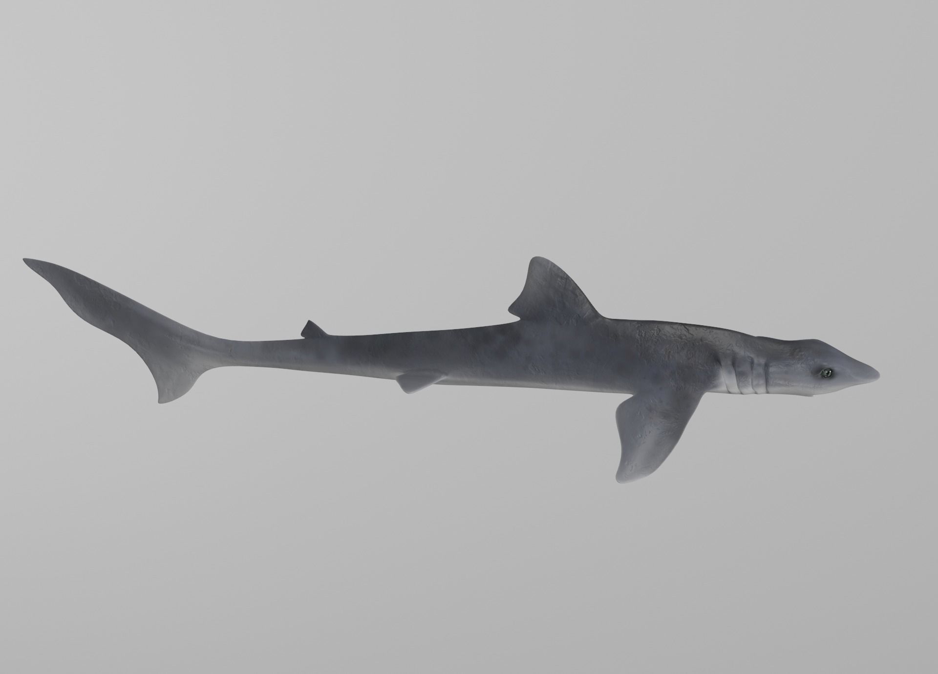 Dogfish Shark Low-poly 3D model_8