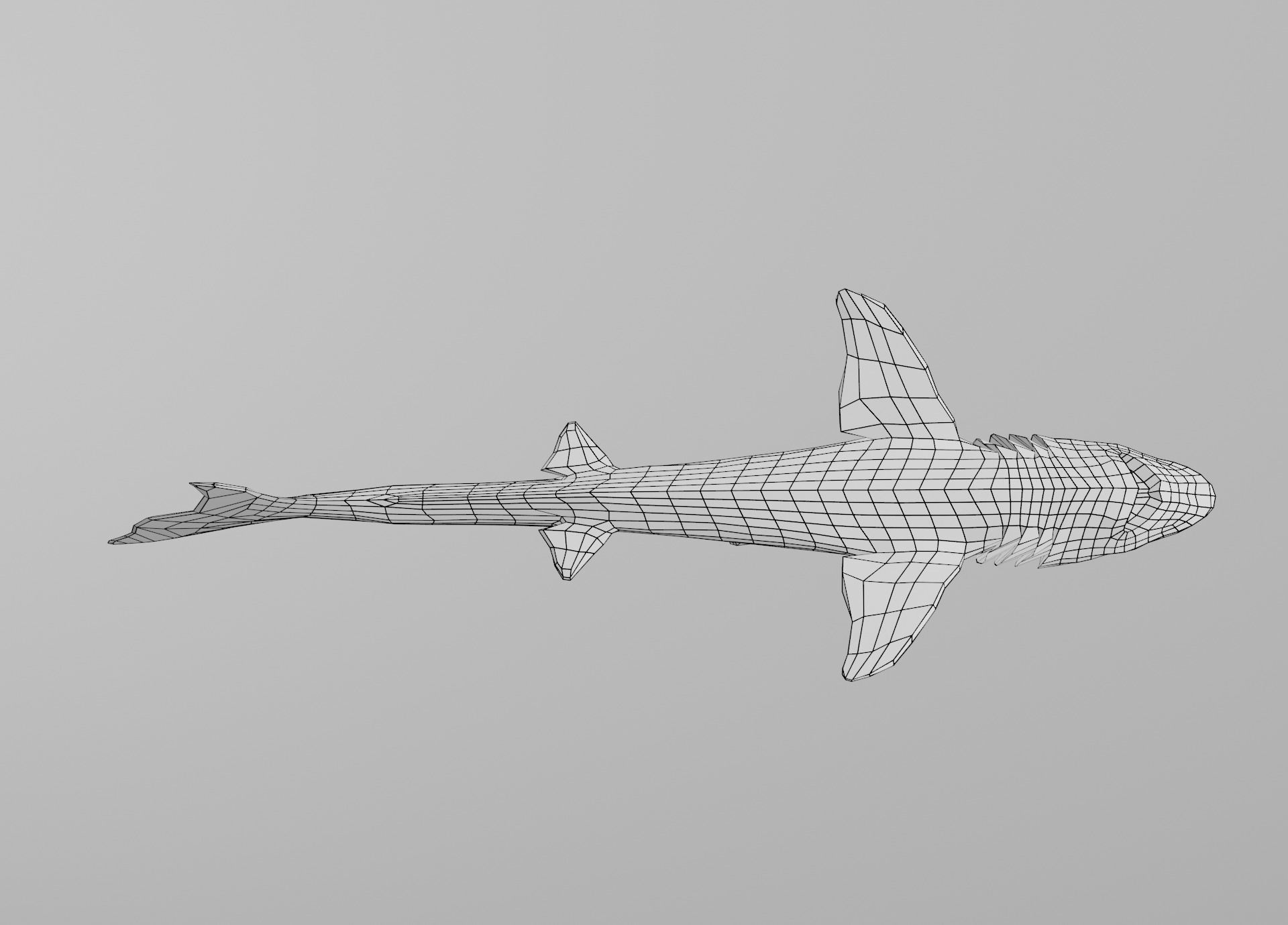 Dogfish Shark Low-poly 3D model_32