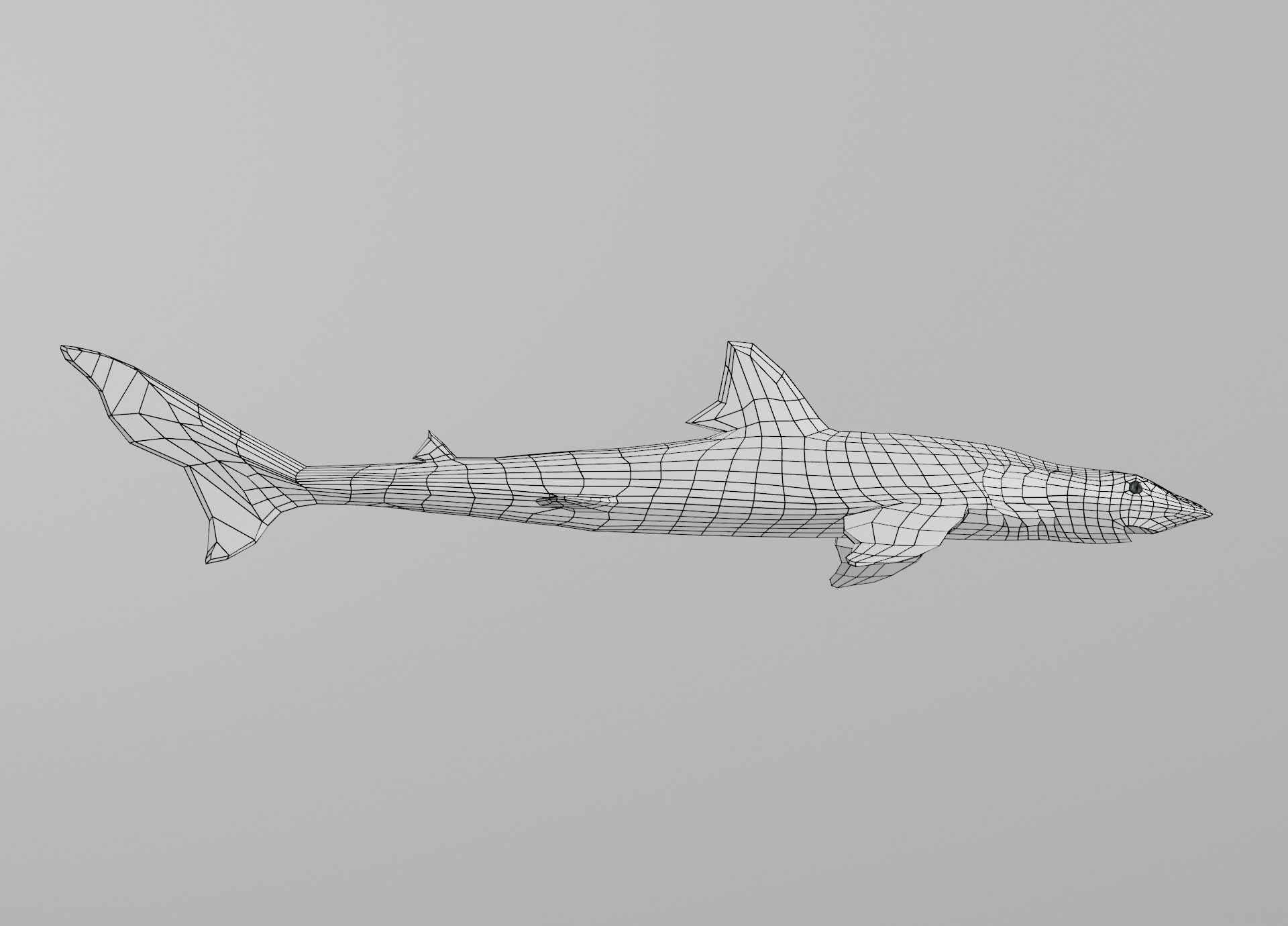 Dogfish Shark Low-poly 3D model_36