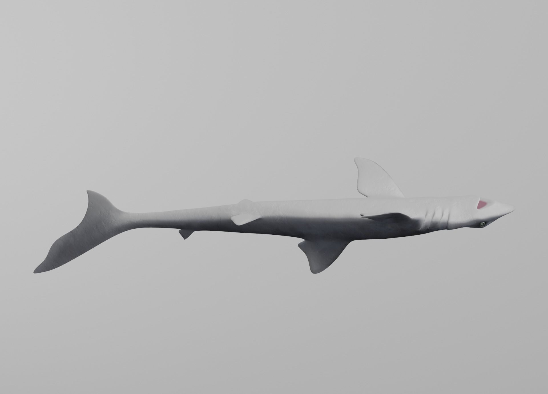 Dogfish Shark Low-poly 3D model_15