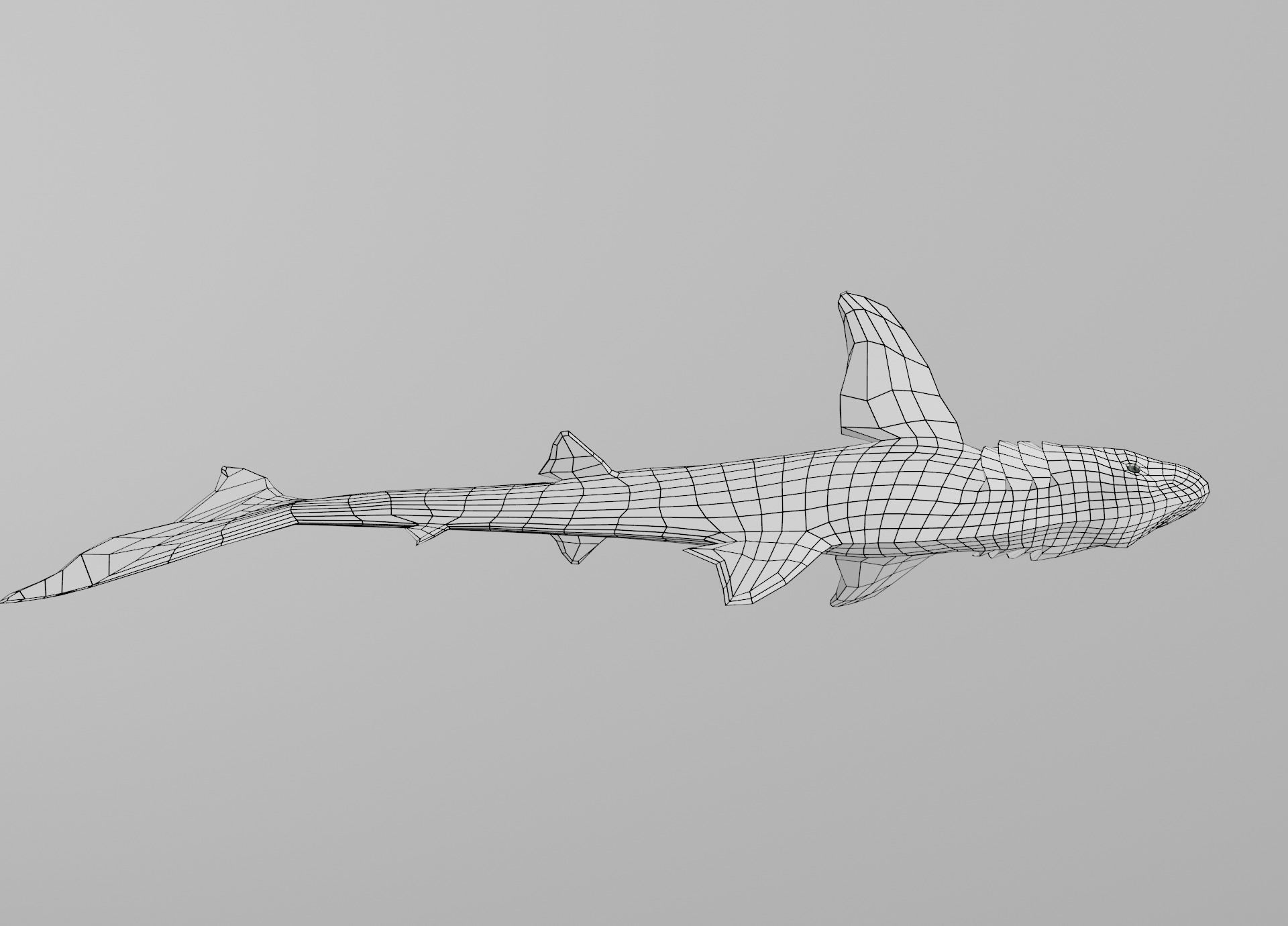 Dogfish Shark Low-poly 3D model_27
