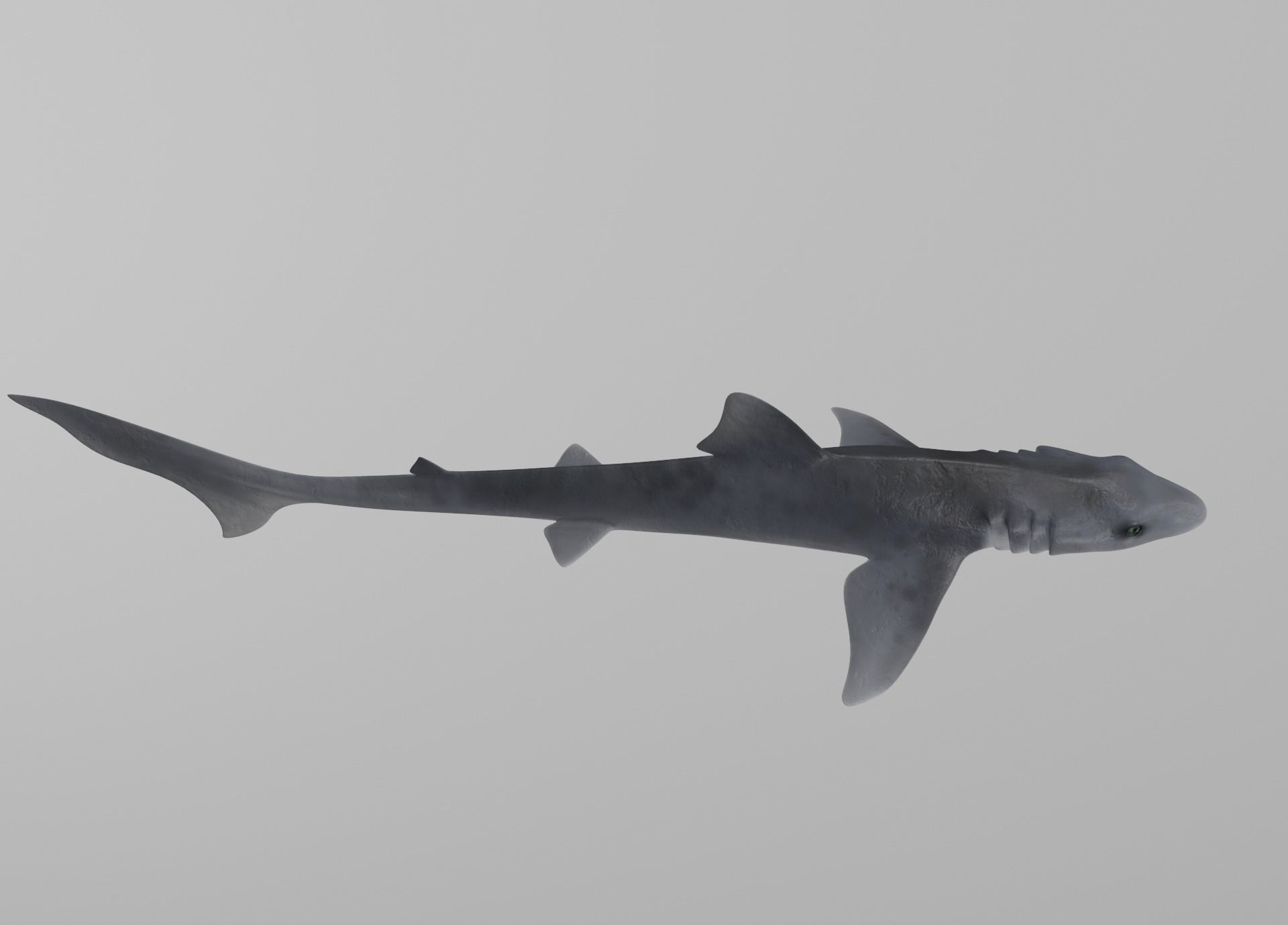 Dogfish Shark Low-poly 3D model_9