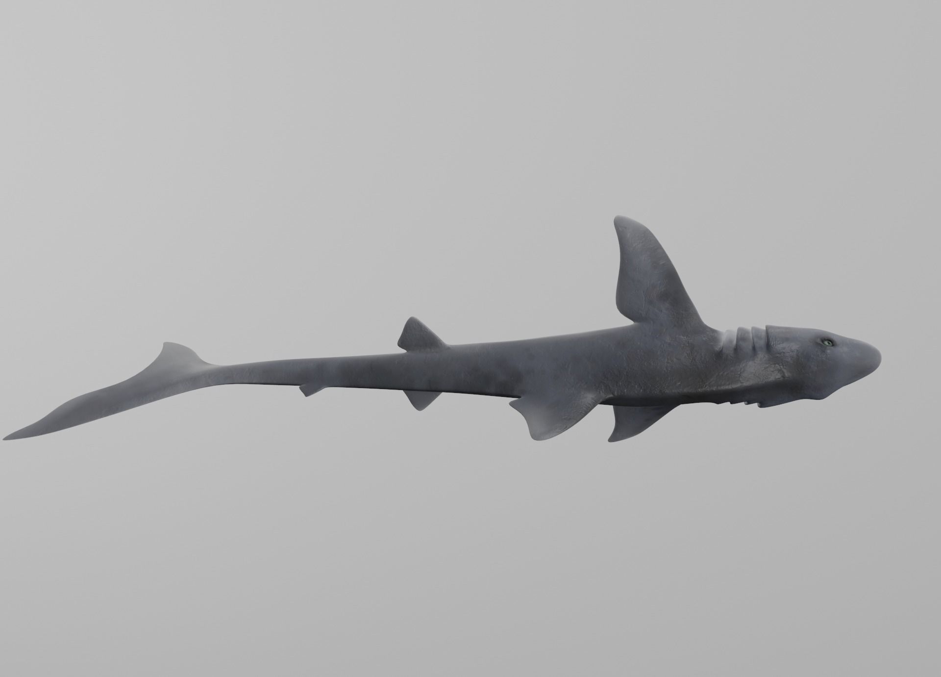 Dogfish Shark Low-poly 3D model_12